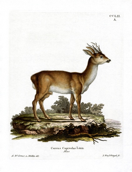 Roe Deer from German School, (19th century)