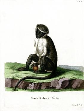 Roloway Guenon