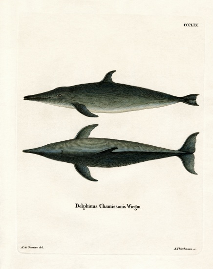 Rough-toothed Dolphin from German School, (19th century)