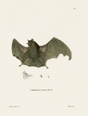 Sac-winged Bat