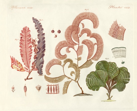 Seaweed, different kinds from German School, (19th century)