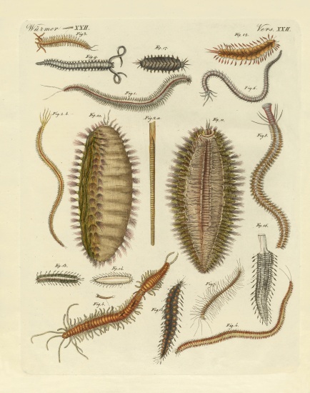 Seaworms from German School, (19th century)