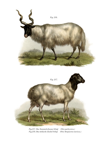 Sheep from German School, (19th century)
