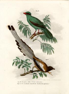 Short-tailed Green Magpie