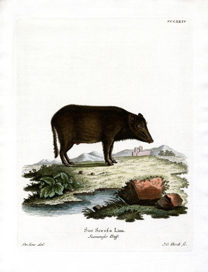 Siamese Wild Boar from German School, (19th century)