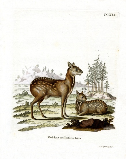 Siberian Musk Deer from German School, (19th century)