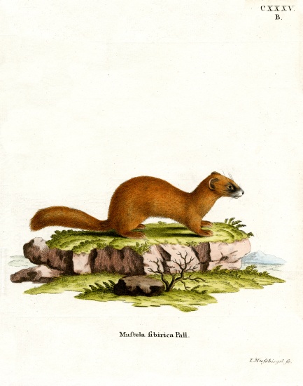 Siberian Weasel from German School, (19th century)