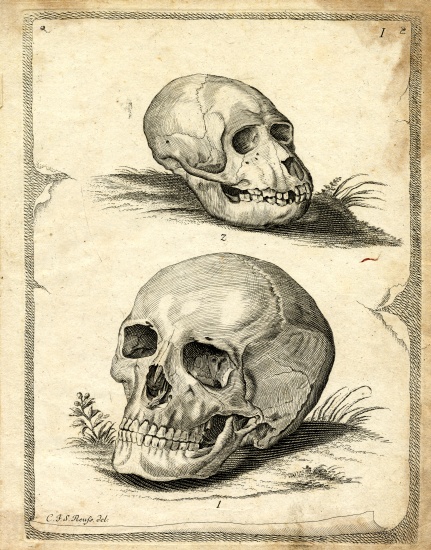 Skulls from German School, (19th century)