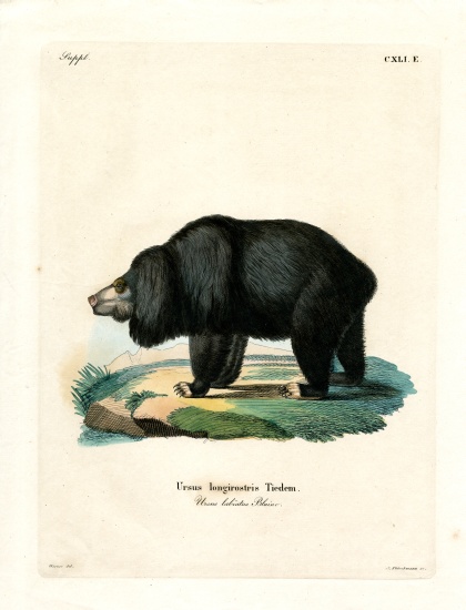 Sloth Bear from German School, (19th century)
