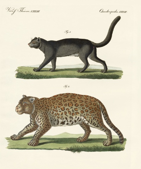 South American animals from German School, (19th century)