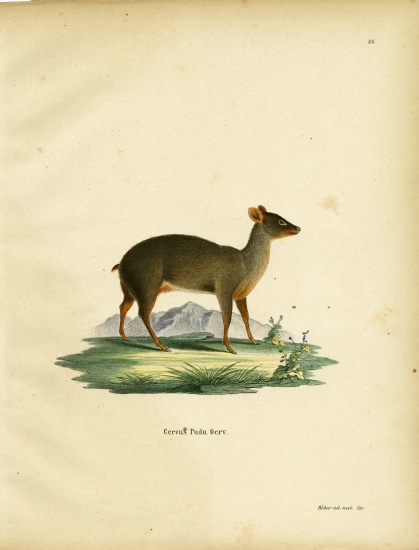 Southern Pudu from German School, (19th century)