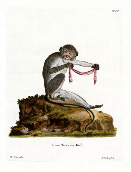 Southern Talapoin from German School, (19th century)