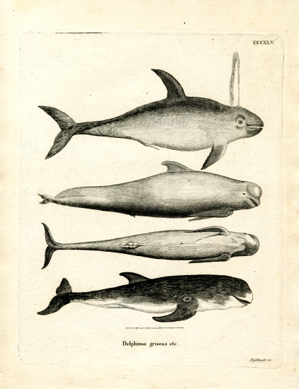 Species of Dolphins from German School, (19th century)