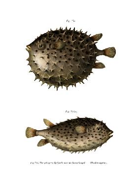 Spotfin Burrfish