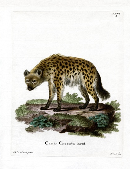 Spotted Hyena from German School, (19th century)