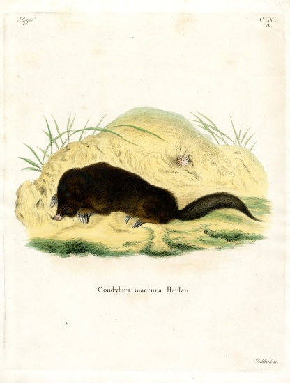 Star-nosed Mole from German School, (19th century)