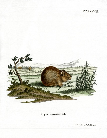 Steppe Pika from German School, (19th century)