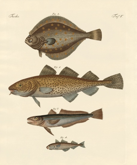 Stockfish from German School, (19th century)