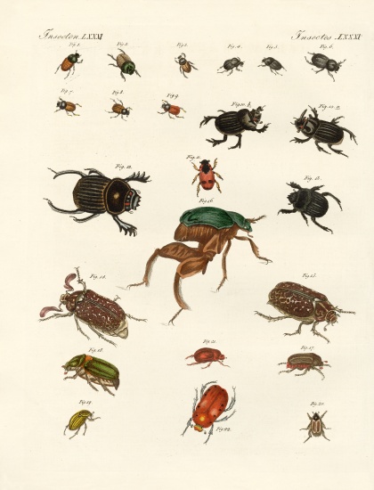 Strange beetles from German School, (19th century)
