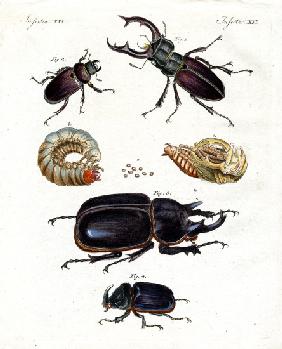 Strange beetles