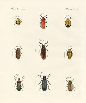 Strange beetles