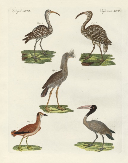 Strange birds from German School, (19th century)