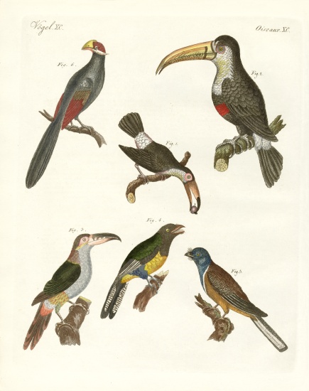 Strange birds from German School, (19th century)