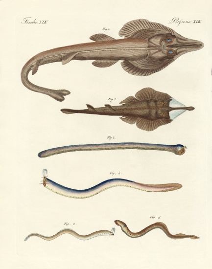 Strange cartilageous fish from German School, (19th century)