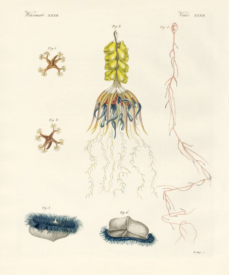 Strange comb jellies from German School, (19th century)