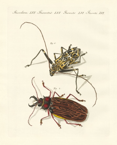 Strange foreign beetles from German School, (19th century)