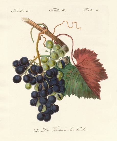Strange fruits from German School, (19th century)