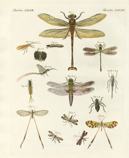 Strange insects from German School, (19th century)