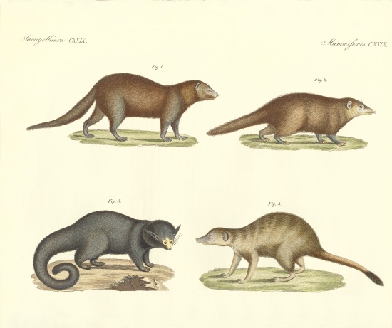 Strange mammals from German School, (19th century)
