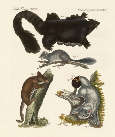 Strange marsupials from German School, (19th century)