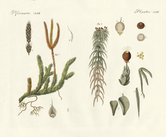 Strange mosses from German School, (19th century)