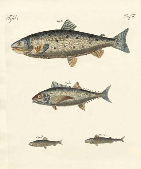 Strange trading fish from German School, (19th century)