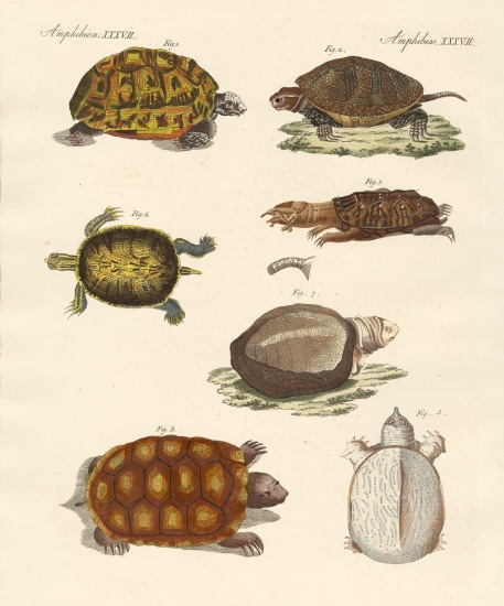 Strange turtles from German School, (19th century)