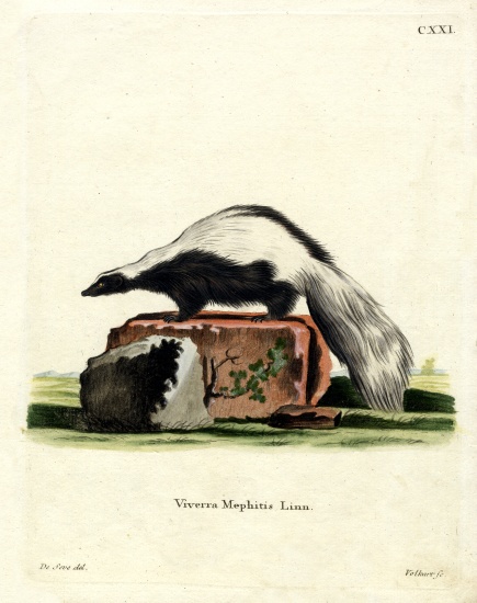 Striped Skunk from German School, (19th century)