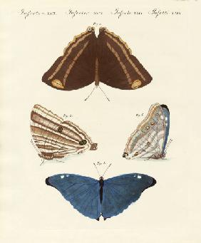 Surinam butterflies