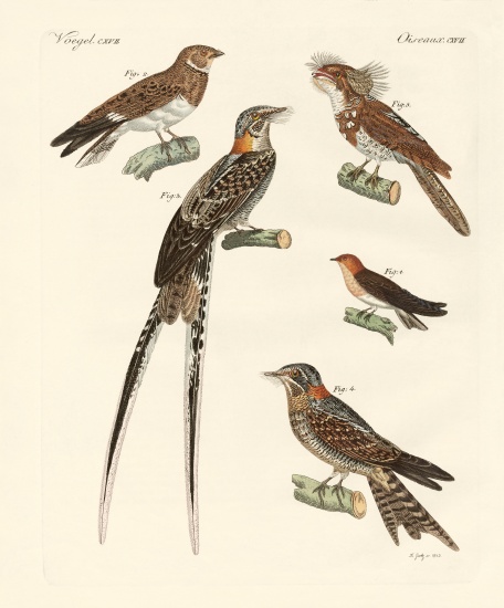 Swallow-like birds from German School, (19th century)