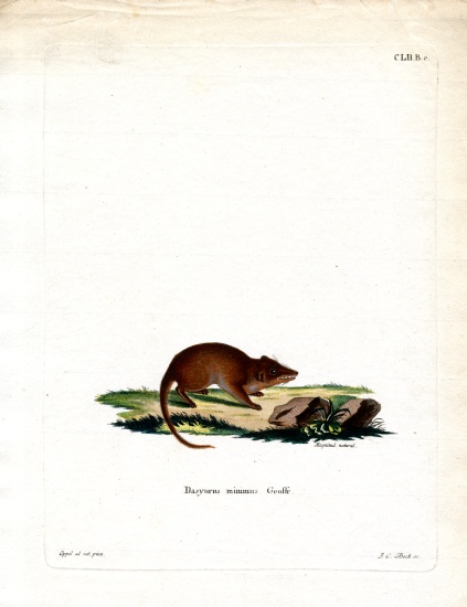 Swamp Antechinus from German School, (19th century)