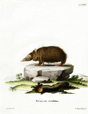 Tailless Tenrec