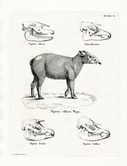 Tapir Skulls from German School, (19th century)