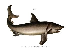 The Basking Shark