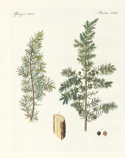 The common juniper from German School, (19th century)