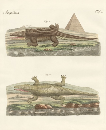 The crocodile from German School, (19th century)