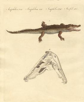 The crocodile from St. Domingo