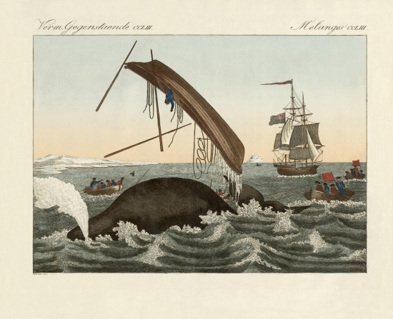 The dangers of whale fishing from German School, (19th century)