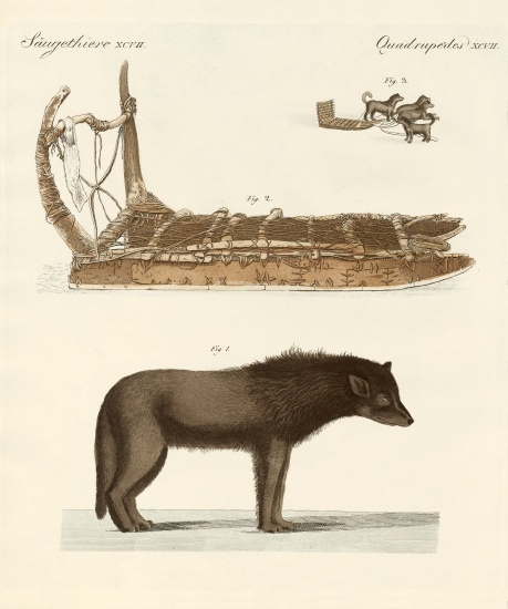 The dog of the Baffin-Bay from German School, (19th century)