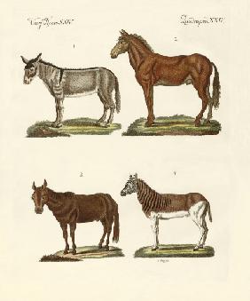 The donkey and its varieties